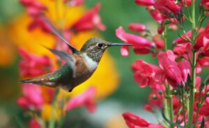 hummingbird, bird, flowers-5566297.jpg